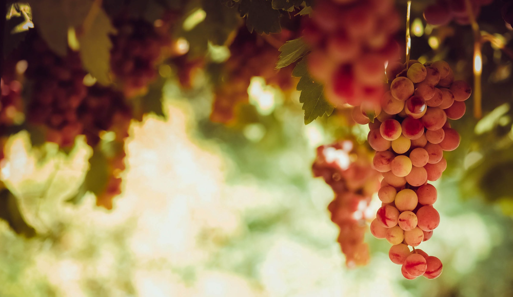 Racimo de uvas vino rosado